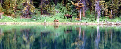 moose