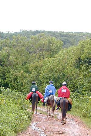 Elf Authentic Adventure