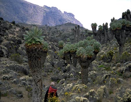 Kilimanjaro Photo