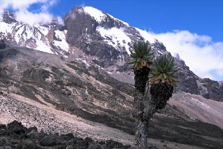Kilimanjaro Photo