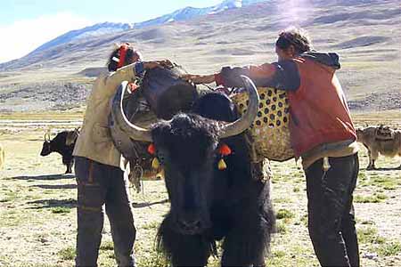 Cho Oyu Photo