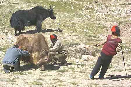 Cho Oyu Photo