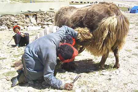 Cho Oyu Photo