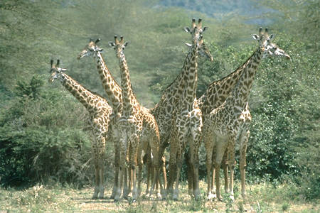Kilimanjaro Photo
