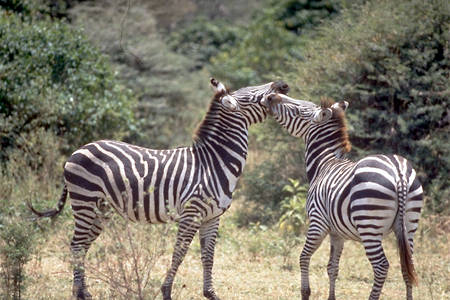 Kilimanjaro Photo