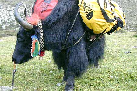 Shishapangma Photo