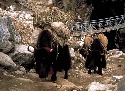 Alpine Ascents International Khumbu Trek
