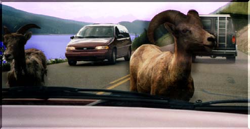 bighorn