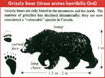 grizzly