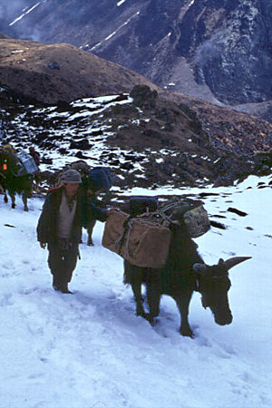 Yaks