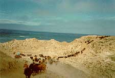Channel Island Picture