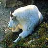 Mountain Goat