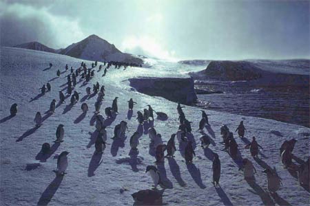 Antarctica Photo