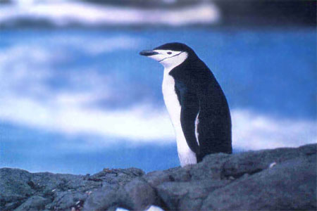 Antarctica Photo