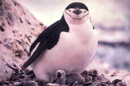 Antarctica Photo