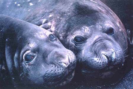 Antarctica Photo