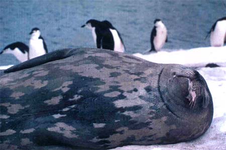Antarctica Photo